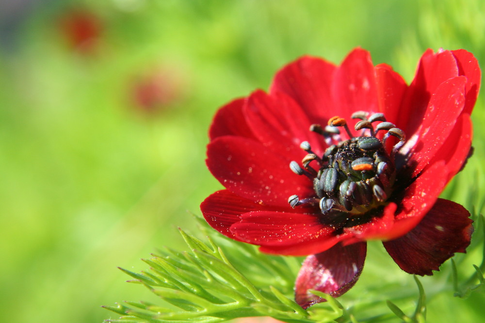 The Flower von Matthias Verbeek 