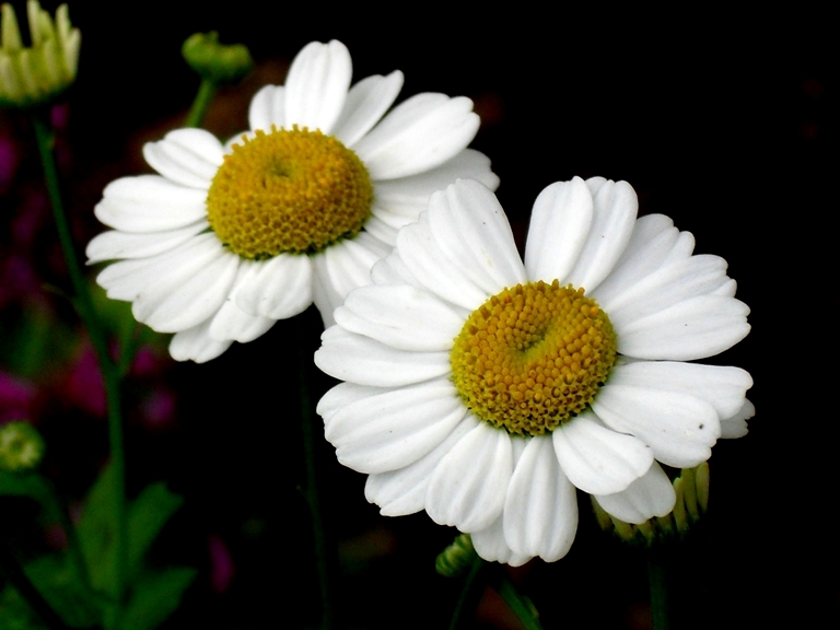 The Flower Marriage