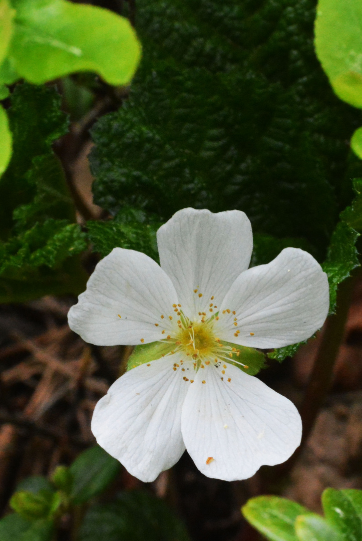 The flower of Cloudberry