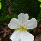 The flower of Cloudberry