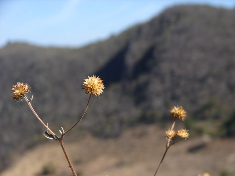 The Flower of Mountains