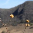 The Flower of Mountains