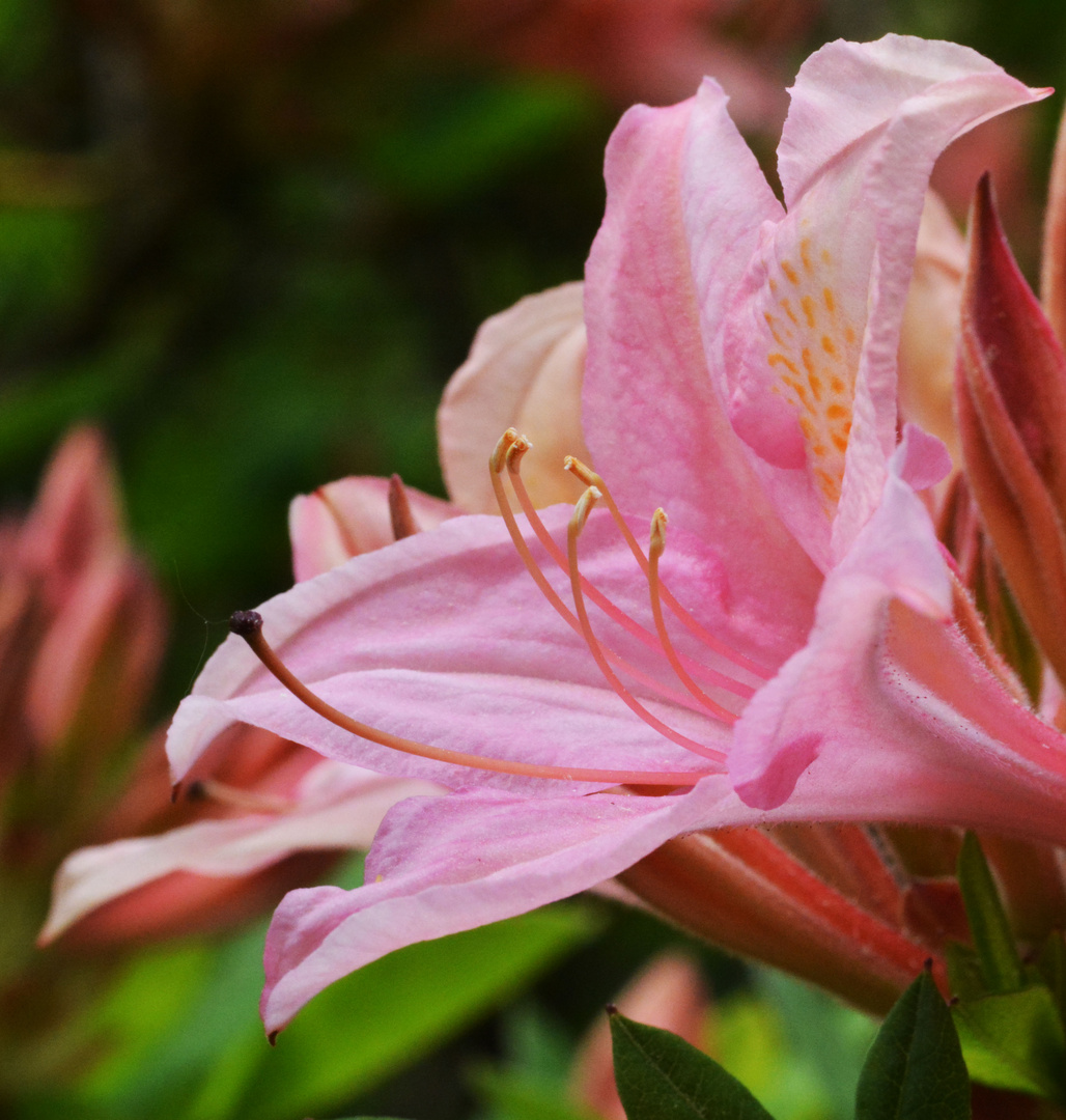 The flower of rhododendron