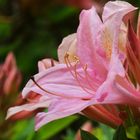 The flower of rhododendron