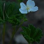 The flower of Rubus chamaemorus