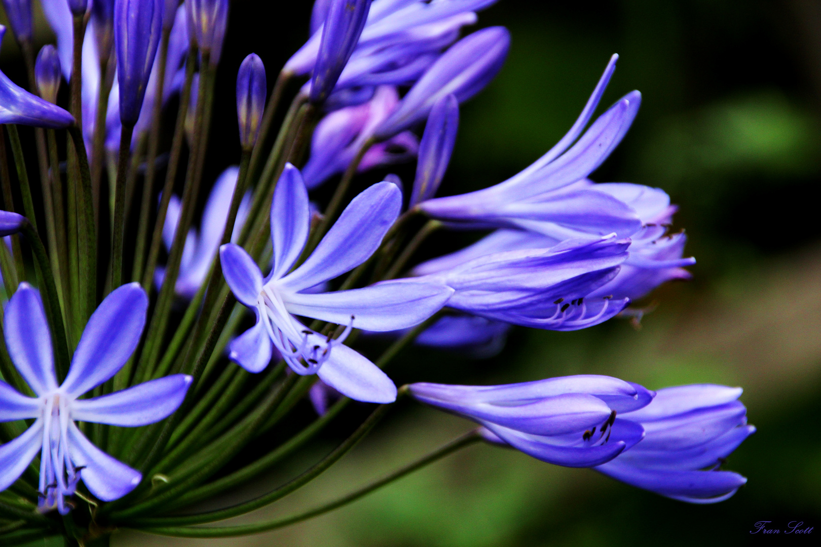 The Flower of Scotland I