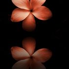 The Flower Reflection