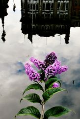 The Flower that coloured the Liffey...