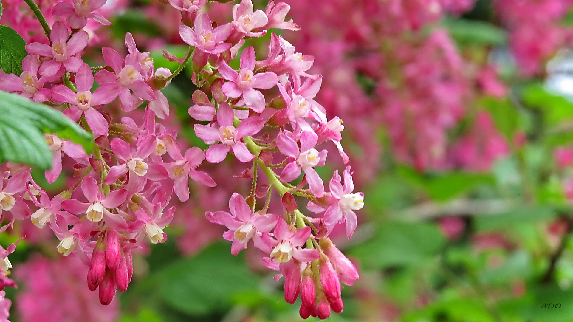 The Flowering Currant