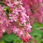 The Flowering Currant