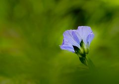 the flowers