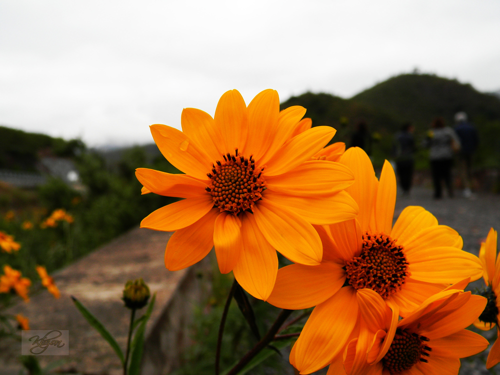 THE FLOWERS