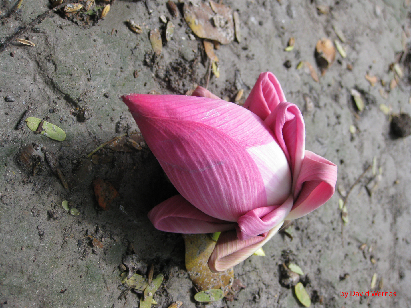 The Flowers In Bloom