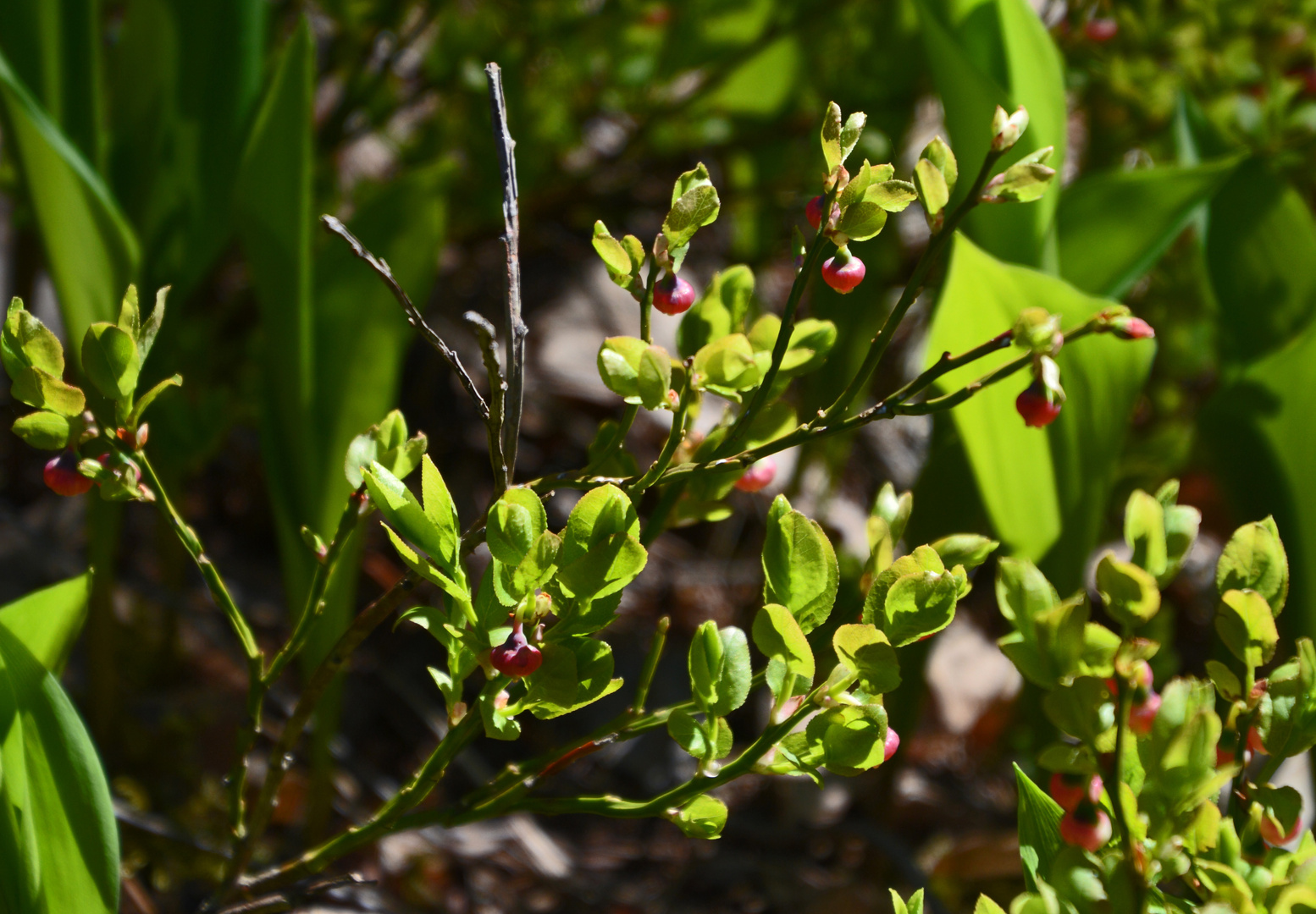 The flowers of bilberry