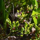 The flowers of bilberry