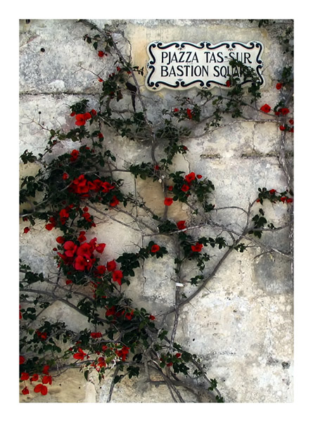 The flowers of Mdina