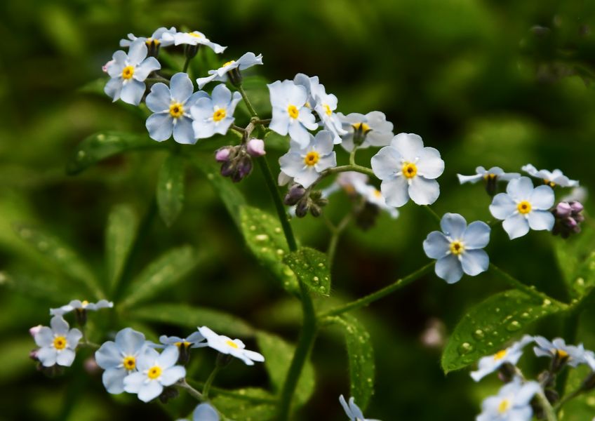 The flowers of spring