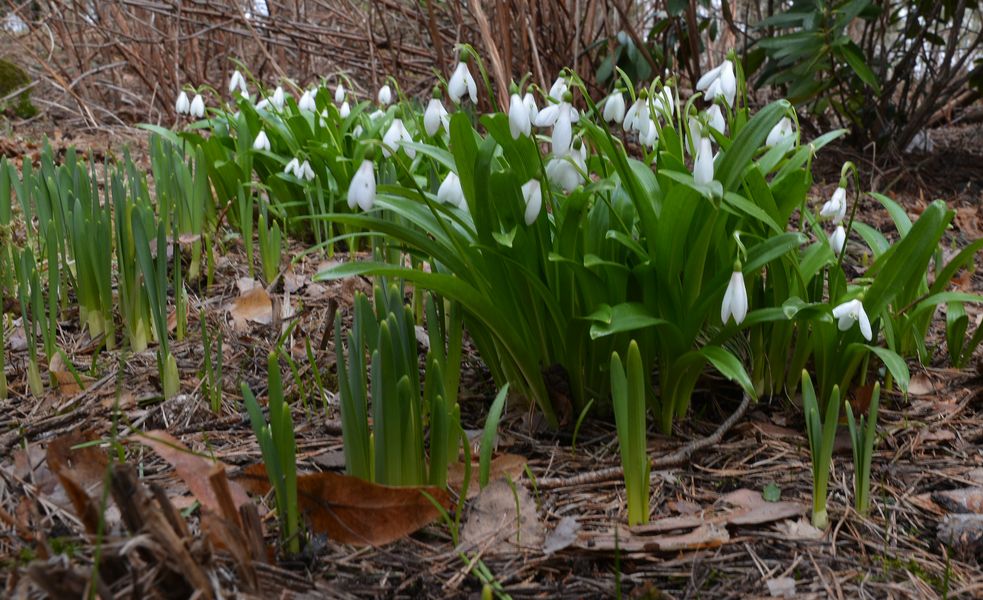 The flowers of spring