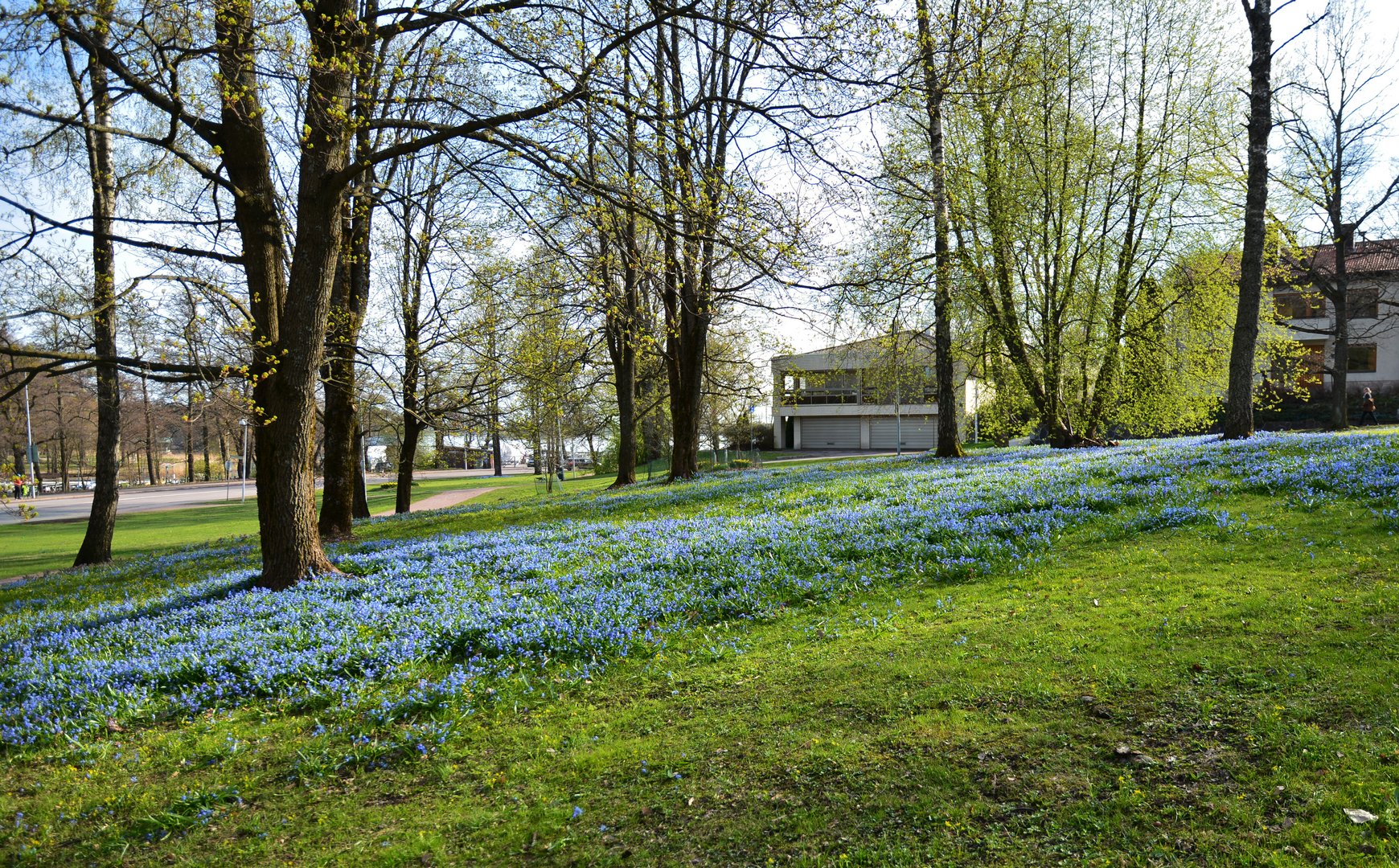 The flowers of spring on Munkkiniemi