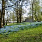 The flowers of spring on Munkkiniemi