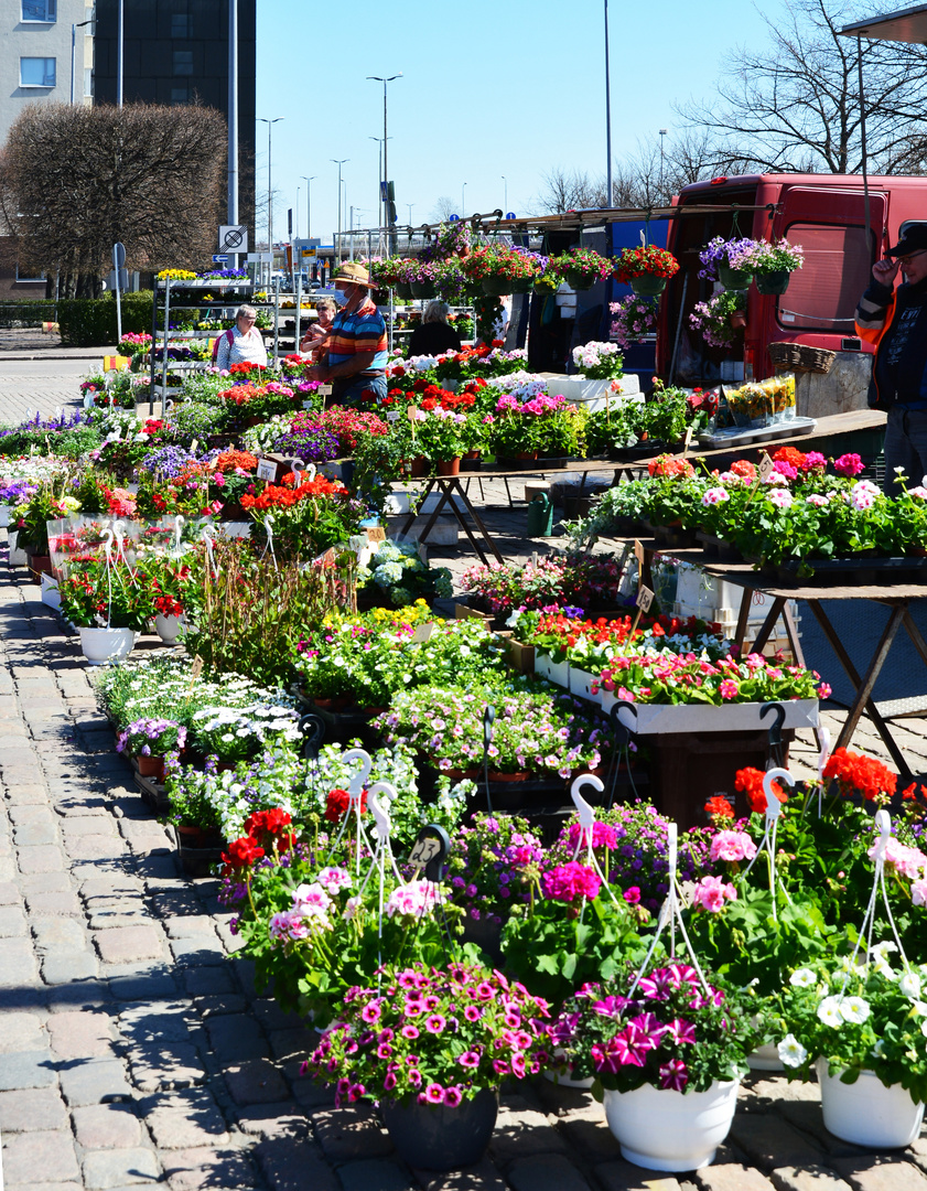 The flowers on Hakaniemi