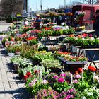 The flowers on Hakaniemi