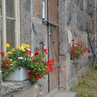 The flowers on window sill