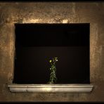 the flowerwindow