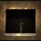 the flowerwindow