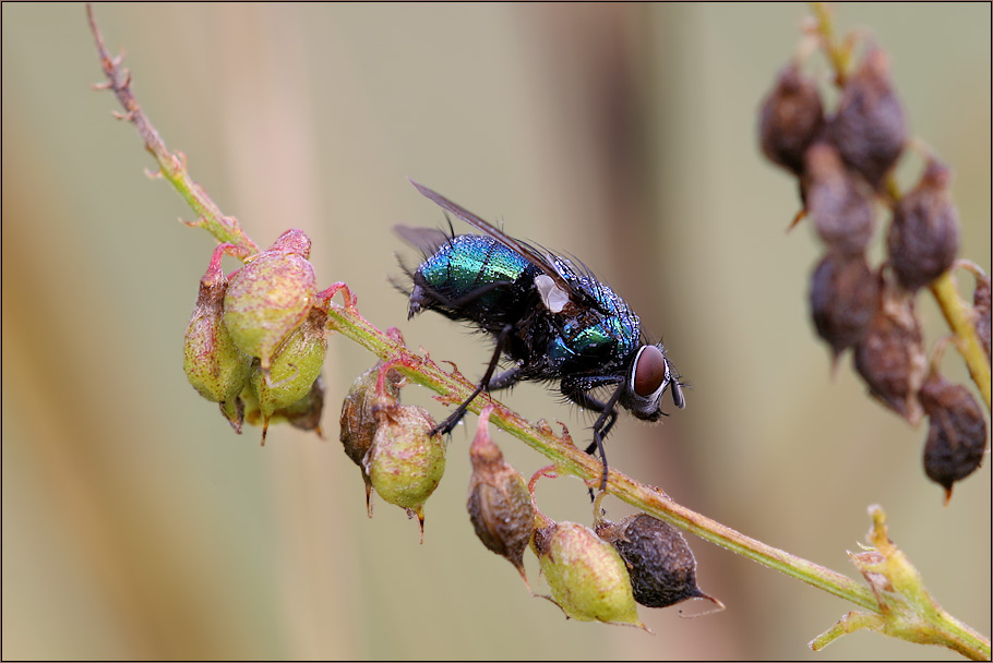 the fly