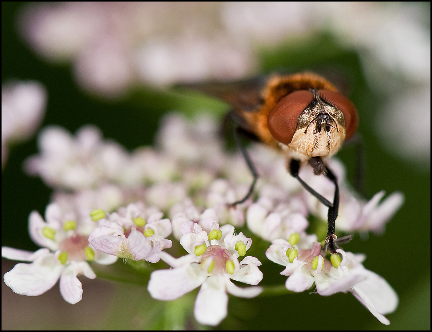 The Fly