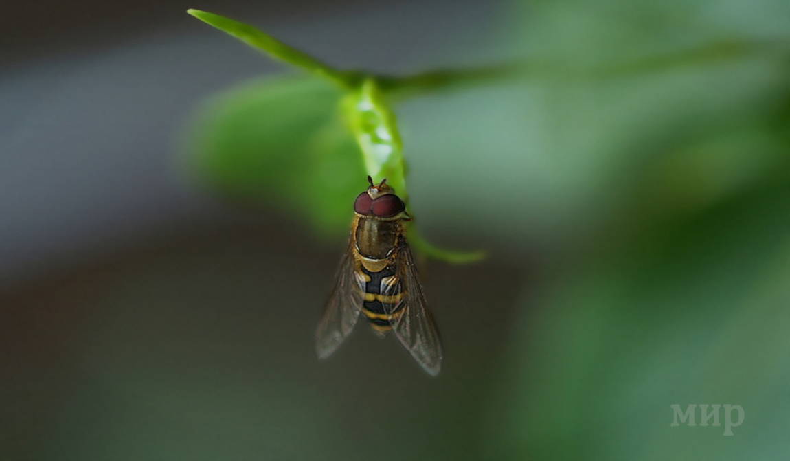 the fly 