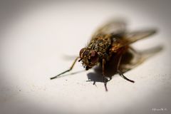 The Fly