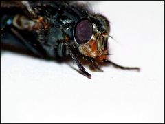 the fly