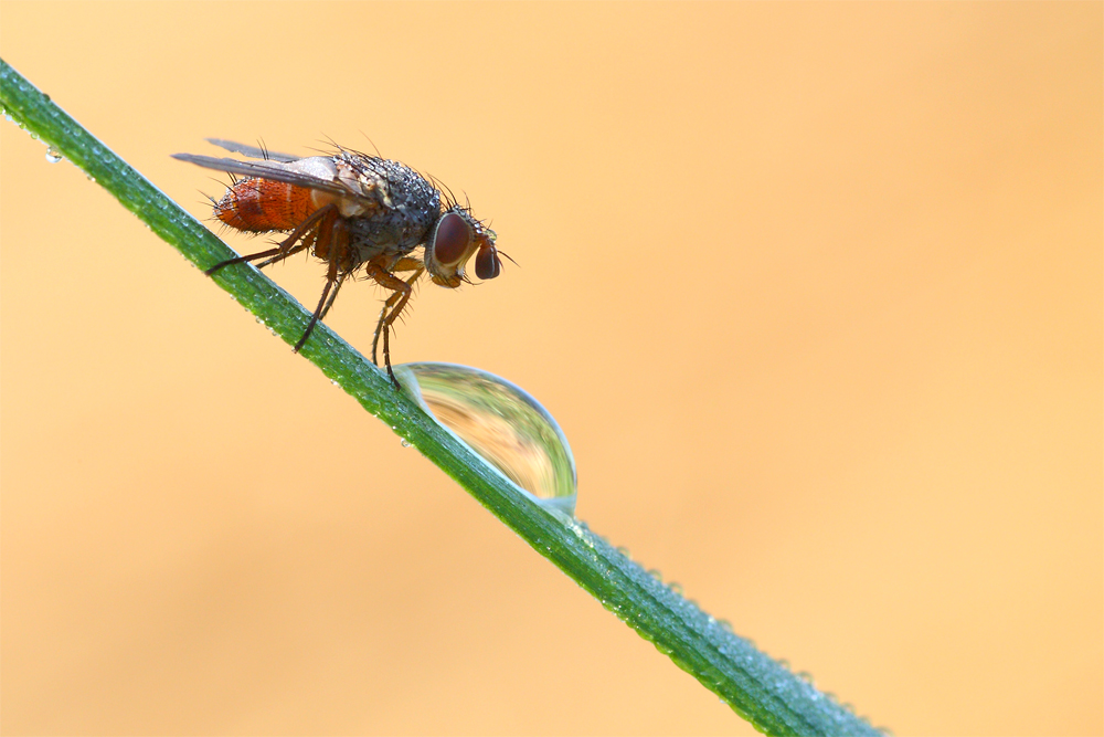 The Fly