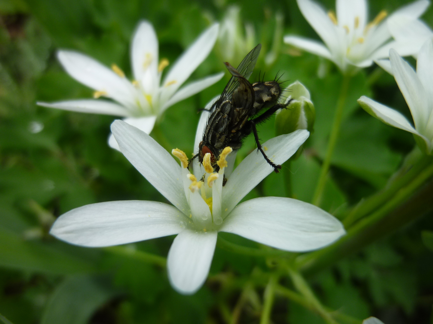 The Fly