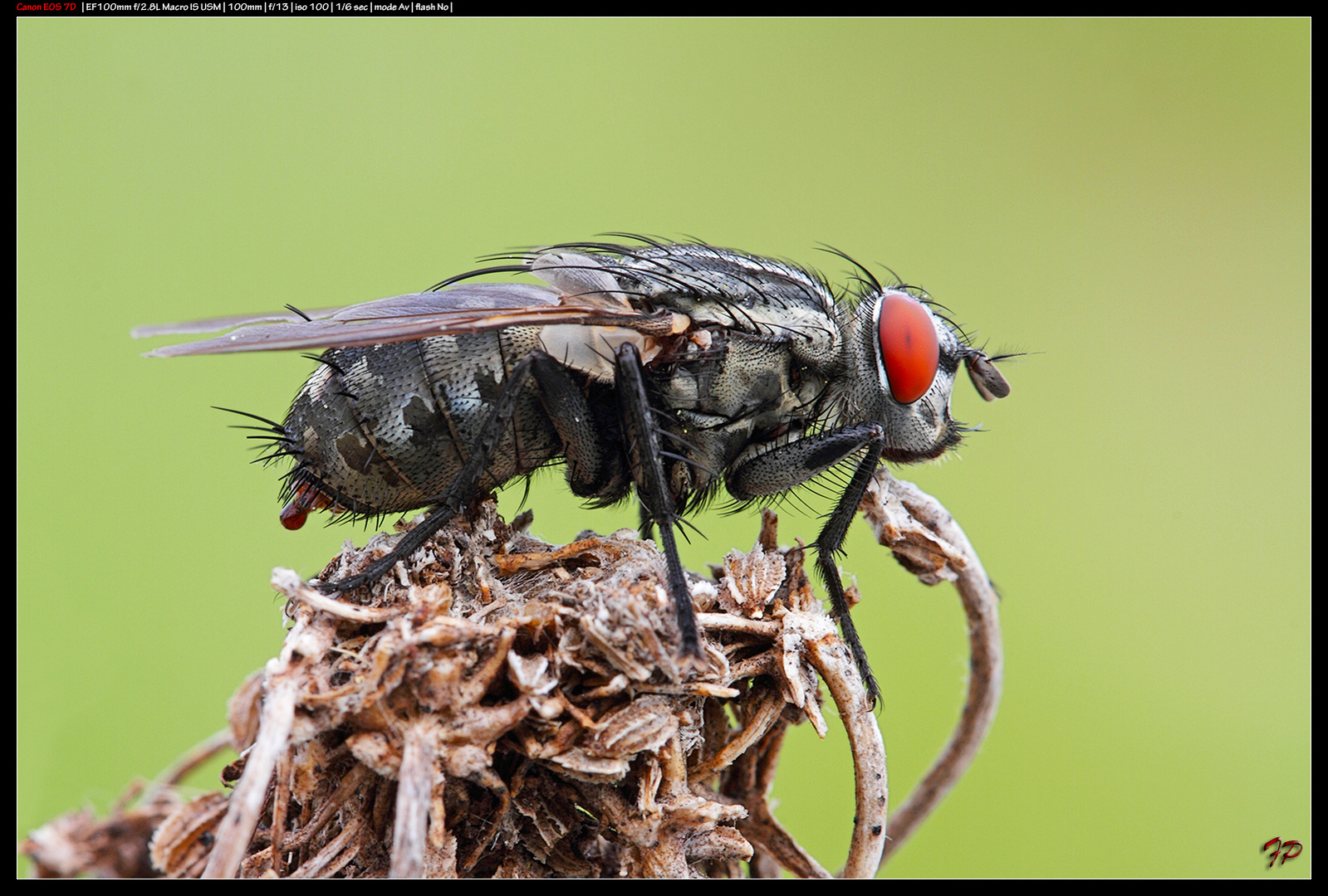 The fly