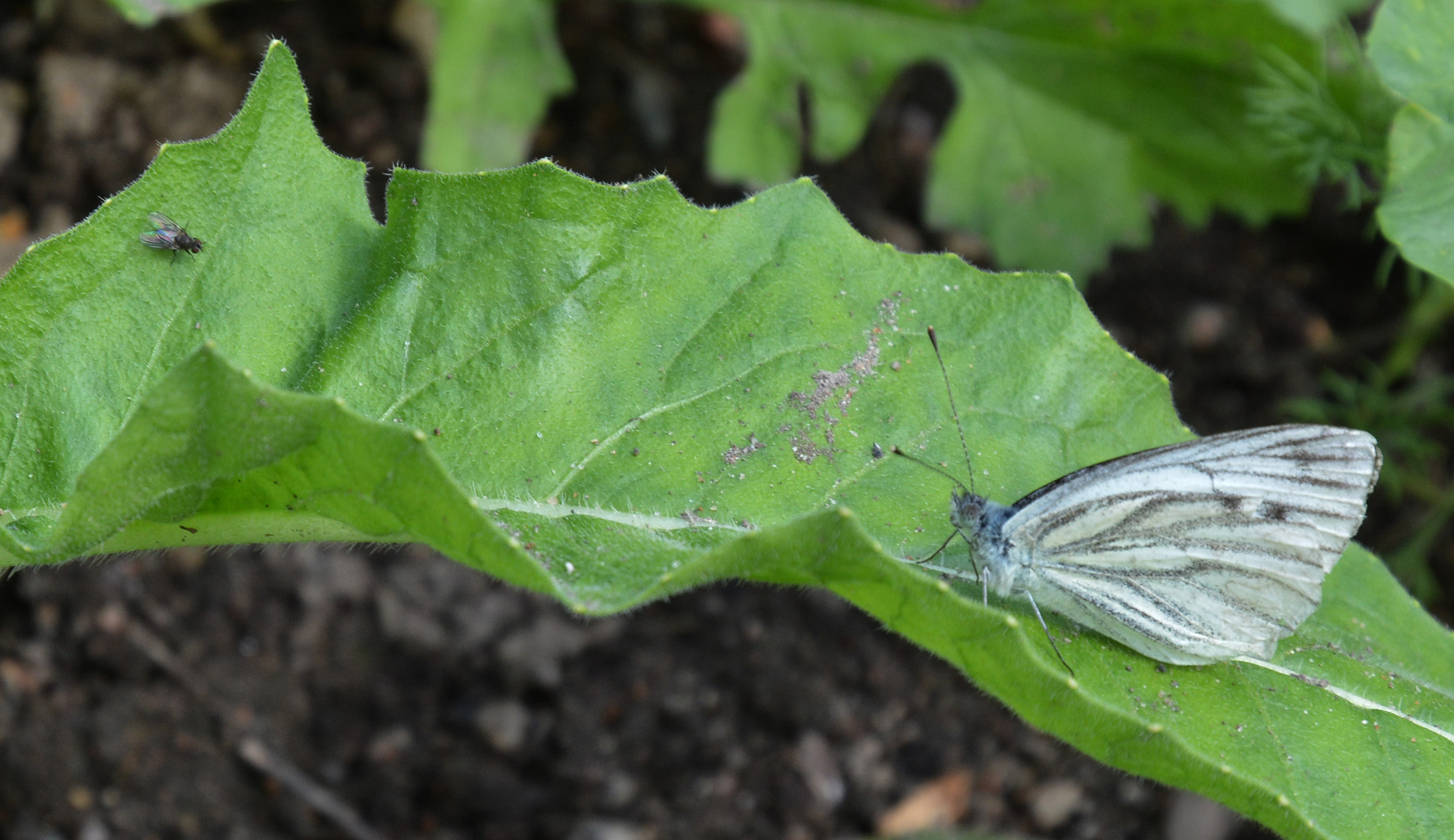 The fly and butterfly on same leaf