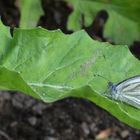 The fly and butterfly on same leaf