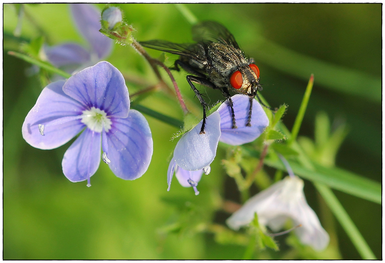 The Fly and the Flower