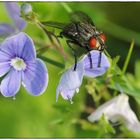 The Fly and the Flower