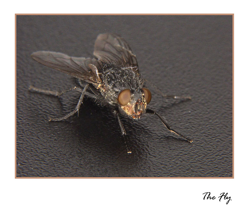 The Fly