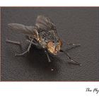 The Fly