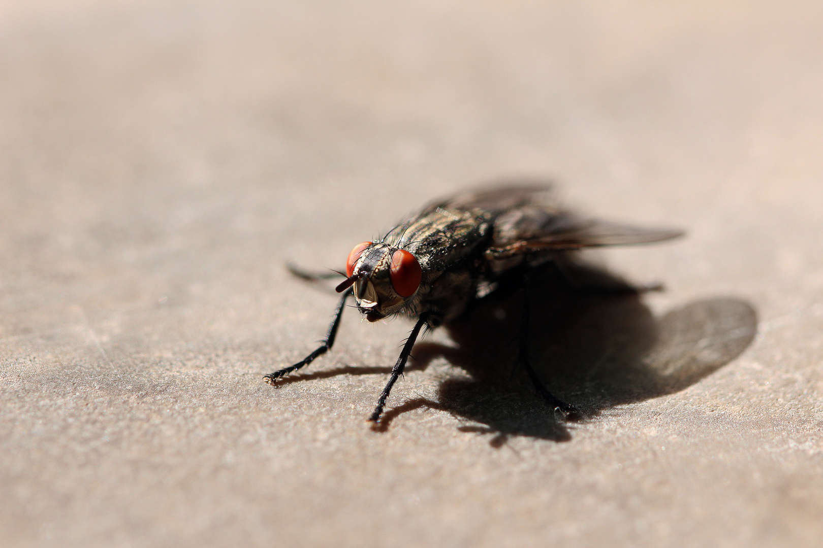 The Fly