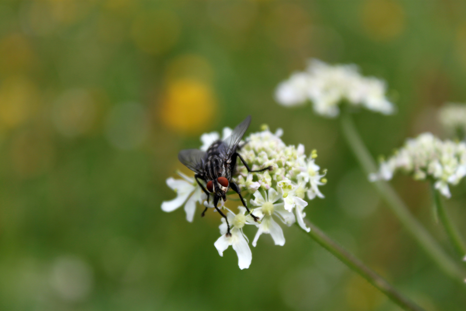 The Fly