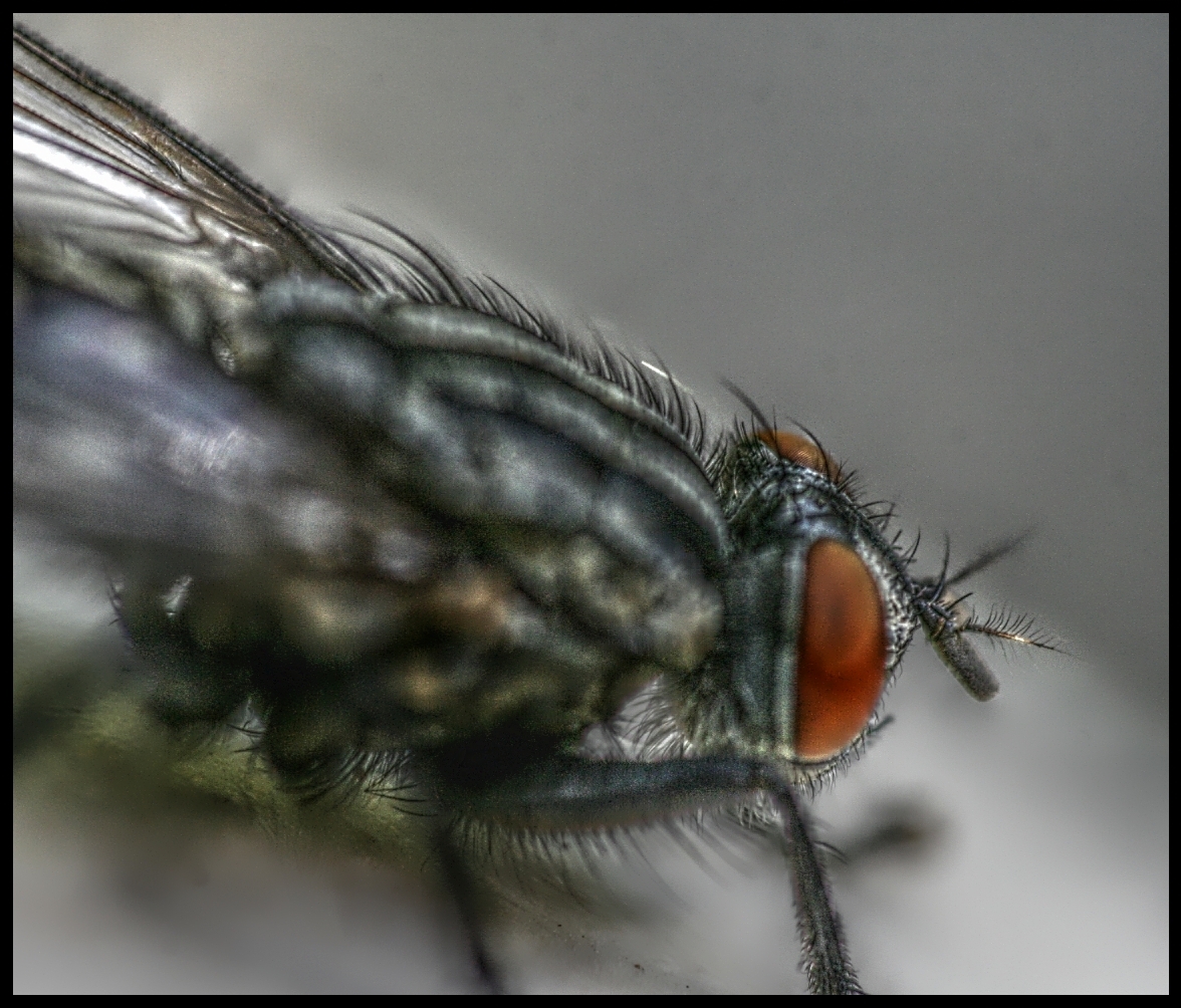 The Fly