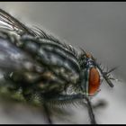 The Fly