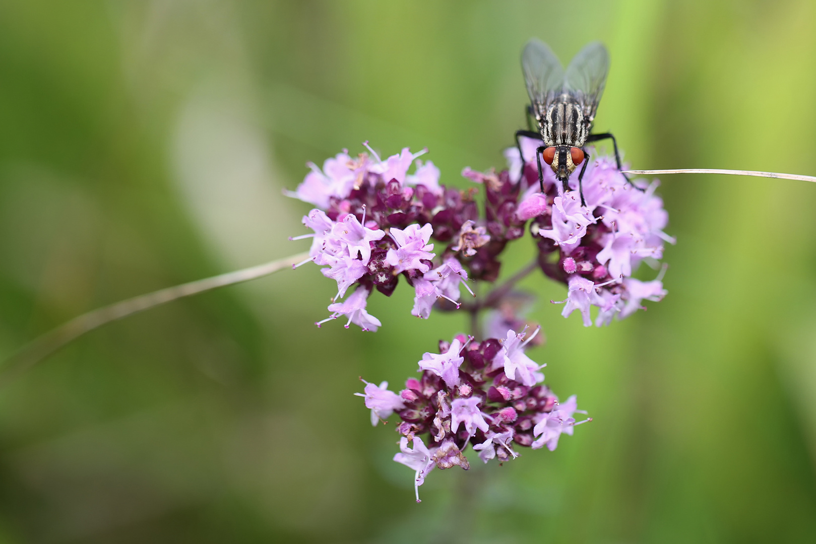 ...the fly...