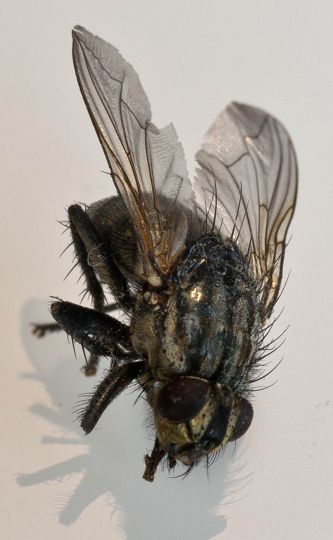 The FLY
