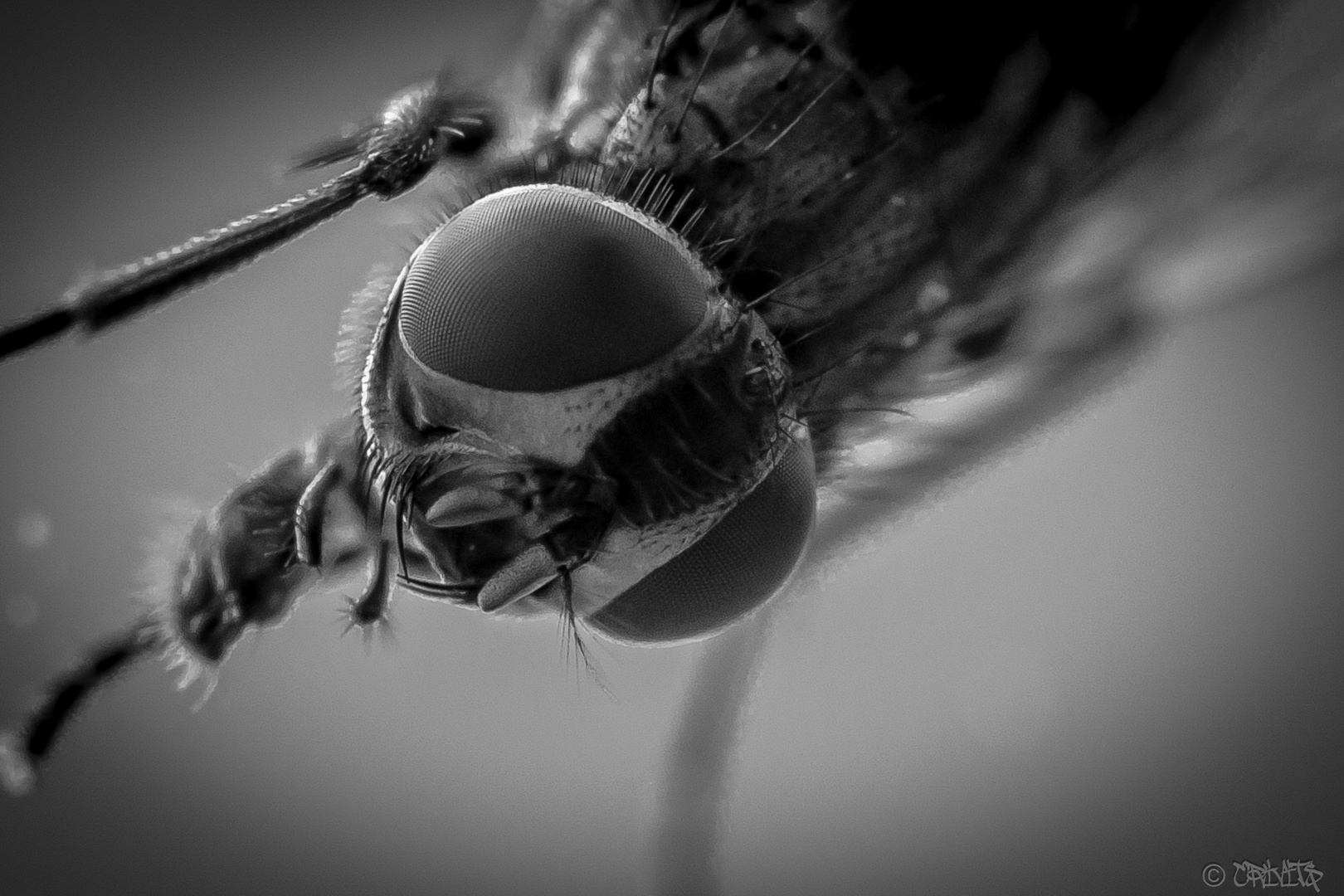 The Fly